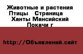 Животные и растения Птицы - Страница 2 . Ханты-Мансийский,Покачи г.